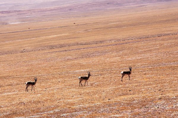Von Niederlande nach Tibet