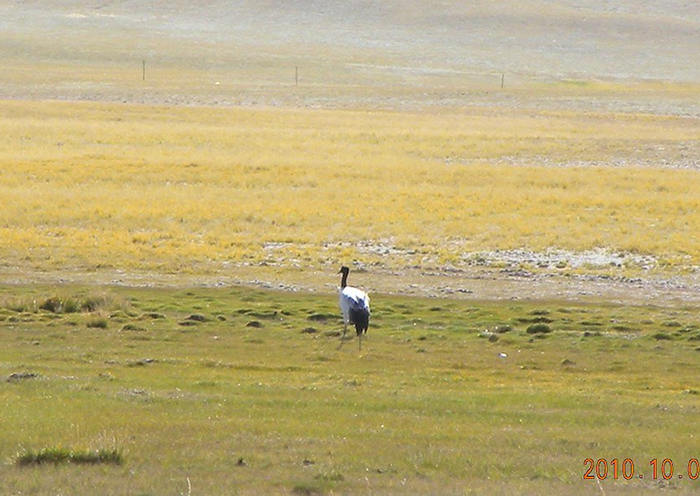 Wie reist man von Kashgar nach Lhasa?