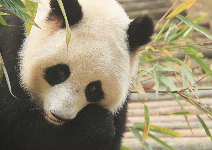 Chengdu panda