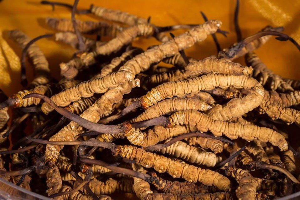 Cordyceps sinensis