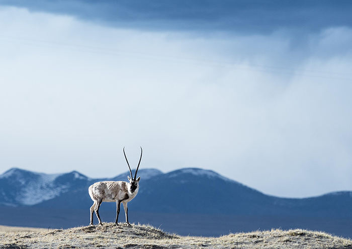 Naturschutzgebiet Kekexili