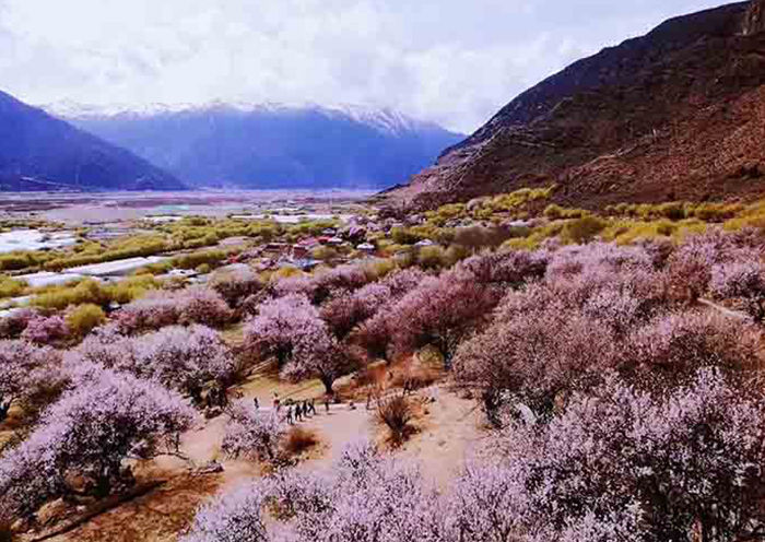 Pfirsichblütenfest in Nyingchi