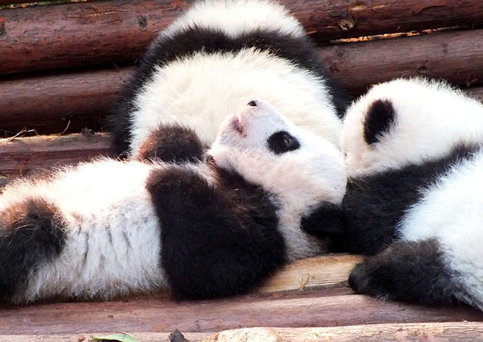 Chengdu Research Base of Giant Panda Breeding