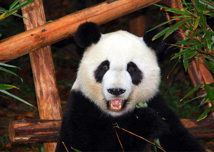 Research Base of Giant Panda Breeding