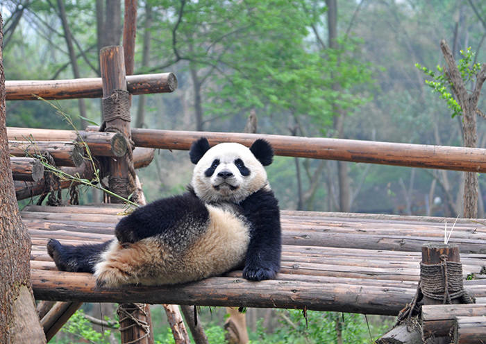 Research Base of Giant Panda Breeding
